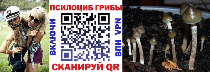 закладки  Динская  мега маркетплейс  Галлюциногенные грибы Psilocybe 